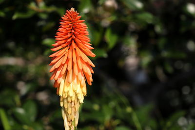 Close-up of orange flowering plant