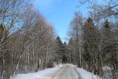 Trees on snow covered landscape