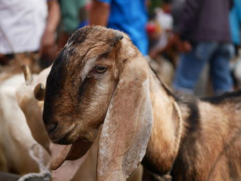 A goat or kambing  in the traditional animal markets 