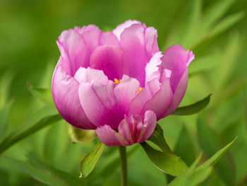 Close-up of pink flower growing on plant