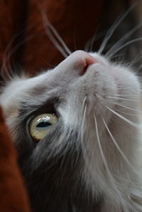 Close-up portrait of cat