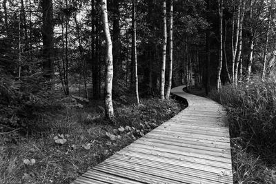 Walkway amidst trees in forest