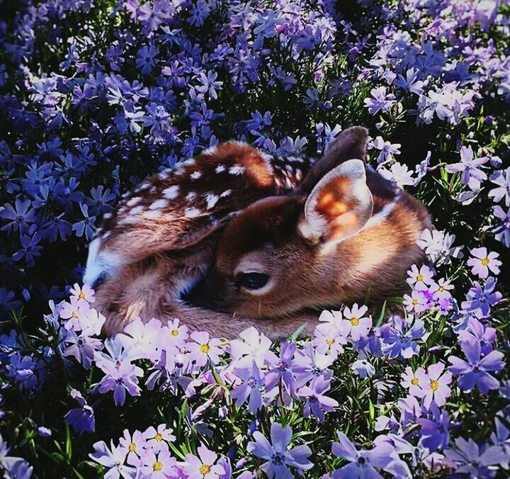 flower, animal themes, nature, one animal, no people, outdoors, day, beauty in nature, plant, pets, growth, domestic animals, fragility, mammal, freshness, close-up