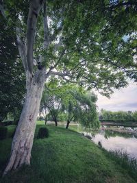 Scenic view of trees on field