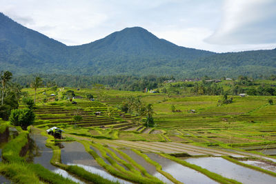 High angle view of rice paddy