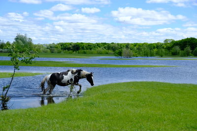 Horses in a lake