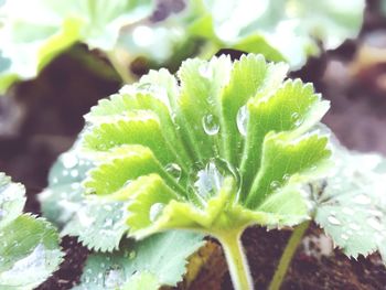 Close-up of succulent plant