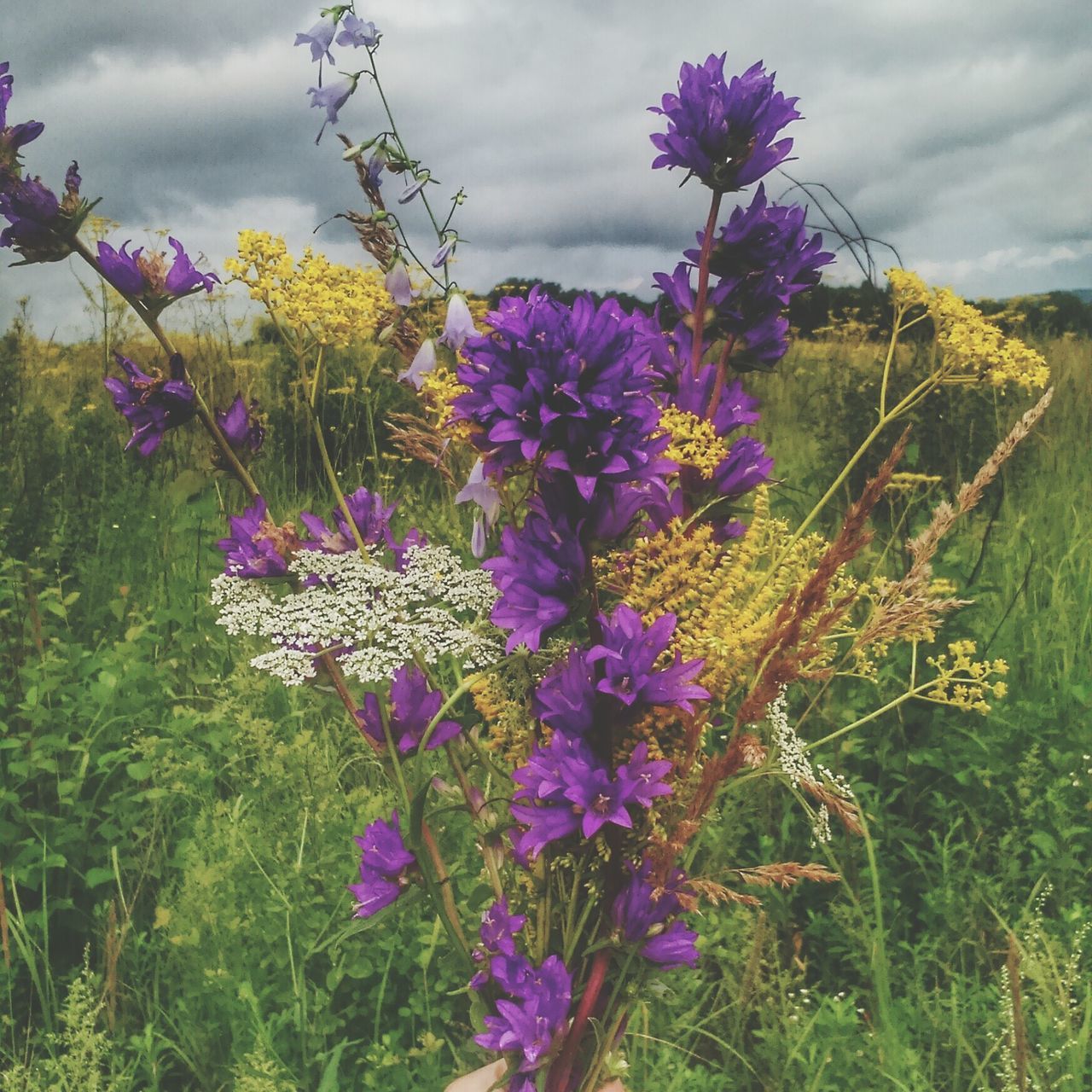 flower, freshness, growth, fragility, beauty in nature, plant, nature, blooming, purple, sky, field, petal, in bloom, cloud - sky, stem, green color, flower head, day, tranquility, wildflower