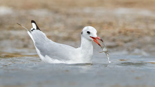 Close-up of seagull eating prey while swimming on sea