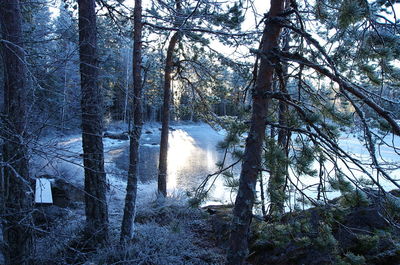 Trees in forest during winter