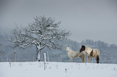 Snow on field against clear sky during winter