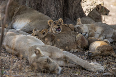 Lion family on field in forest