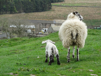 Sheep grazing in a field