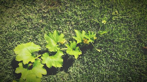 Close-up of fresh green leaves