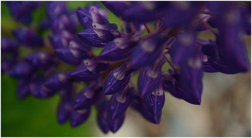 Close-up of flowers