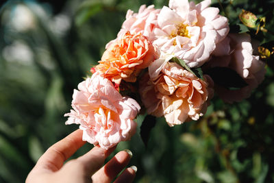 Cropped hand holding white flowers