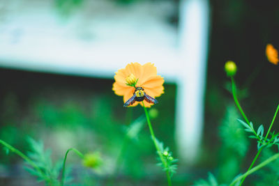 Close-up of insect on flowering plants