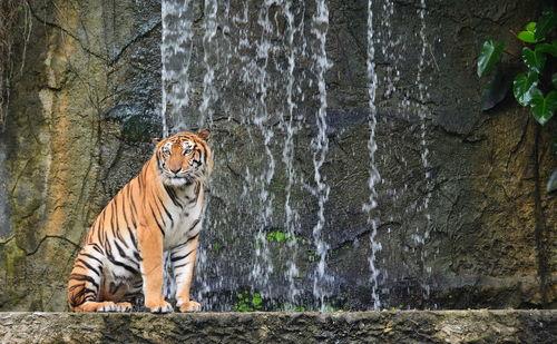 Bengal tiger sit near waterfall