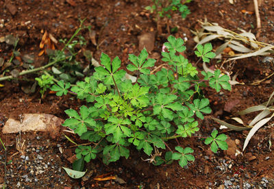 High angle view of plants growing on field