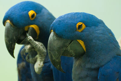 Close-up of birds