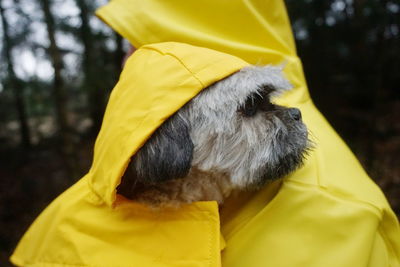 Close-up of man with dog wearing raincoat during rainy season