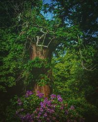 Plants growing on tree