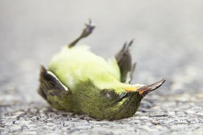 Close-up of dead bird on footpath