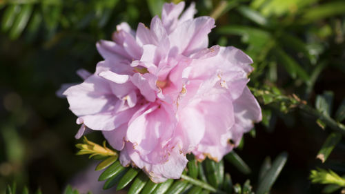 Close-up of pink flowers