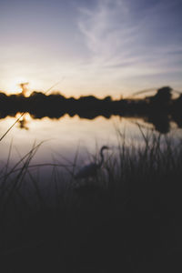 Close-up of silhouette grass by lake against sky during sunset