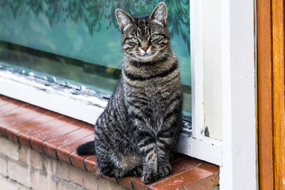 Portrait of cat sitting by window