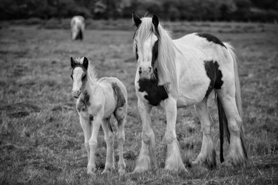 Horses standing on field