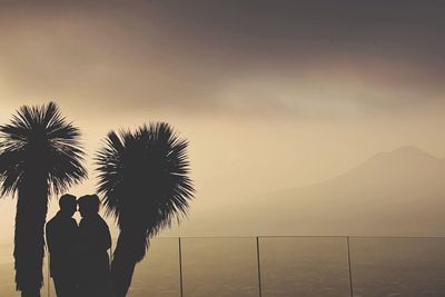 Palm trees at sunset