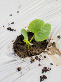 Green seedlings melon sprout sowing on mulching film