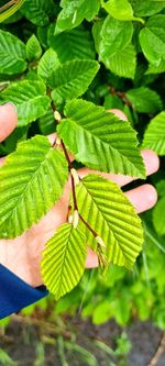 leaf
