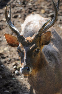 Close-up of deer