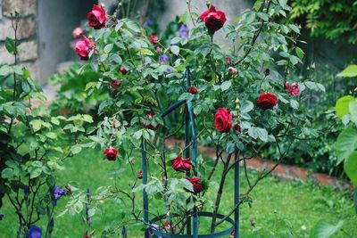 Close-up of red roses on plant