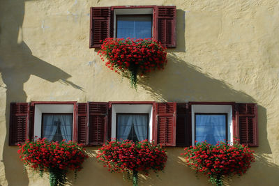 Low angle view of flowering plants against building