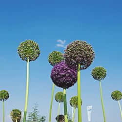 Low angle view of flowers against blue sky