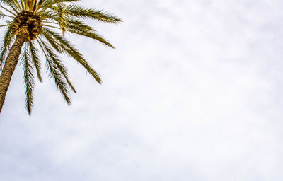 Low angle view of palm tree against sky