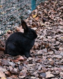 Rabbit on field