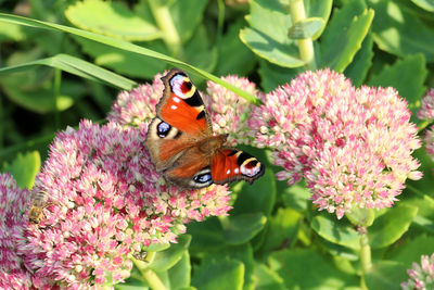 Butterfly pollinating on pink flowers