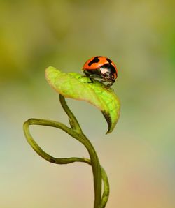 Close-up of ladybug on plant