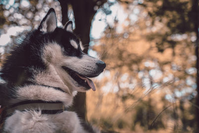 Close-up of dog