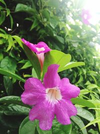 Close-up of pink flower blooming outdoors