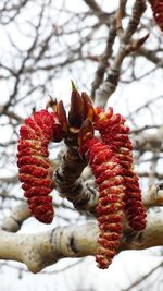 Close-up of red leaves