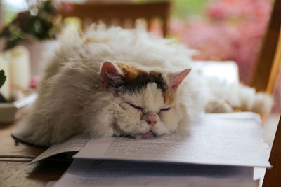Close-up of a cat resting on a book