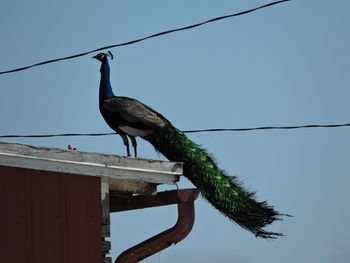 Low angle view of bird perching on cable against clear blue sky