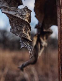 Close-up of dry leaf