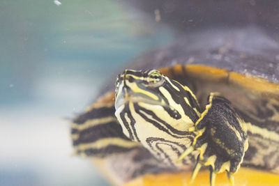 Close-up of turtle swimming in sea