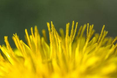 Close-up of yellow flowering plant on field